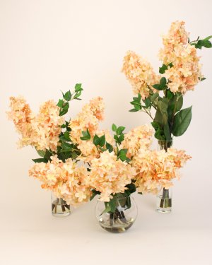 Персиковая гортензия 3 шт