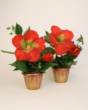 Суданская роза 2 шт.