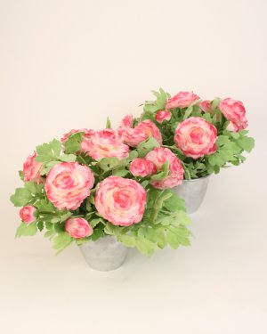 Ранункулюс 2 шт.