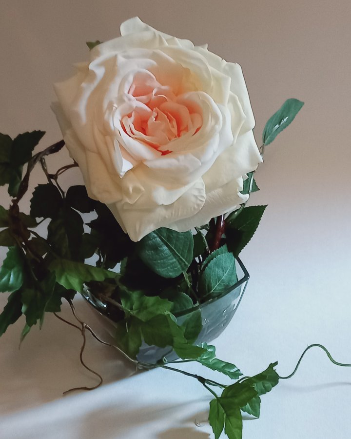 Роза Дюшес 3 шт