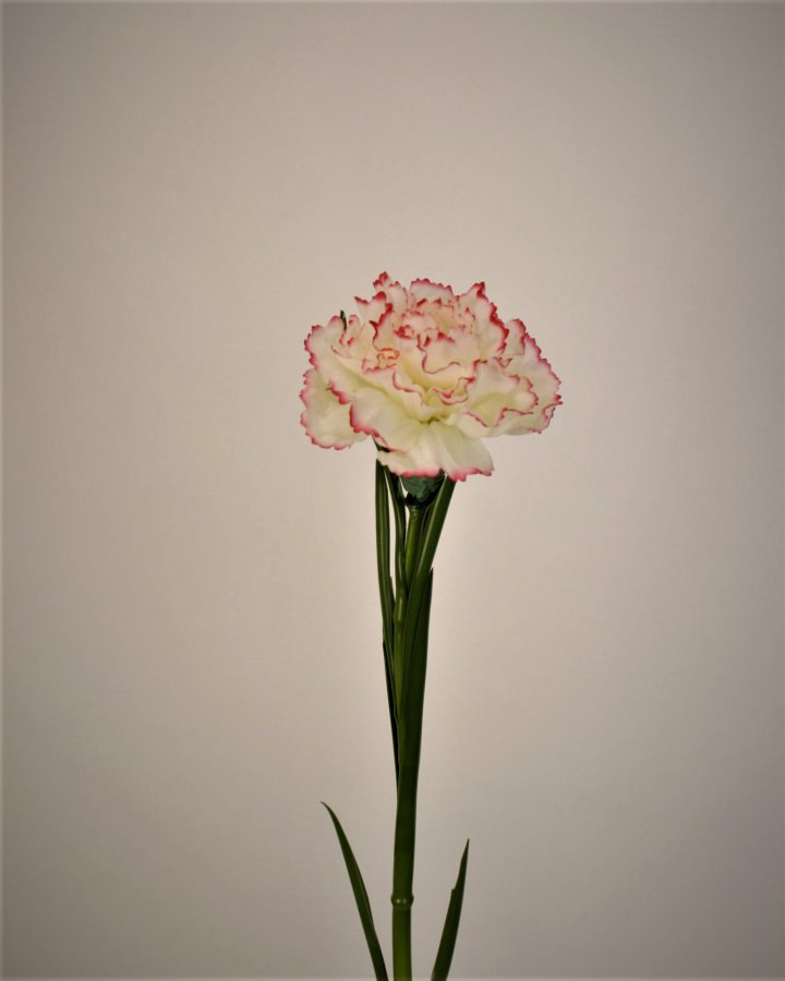 Гвоздика для декора интерьера