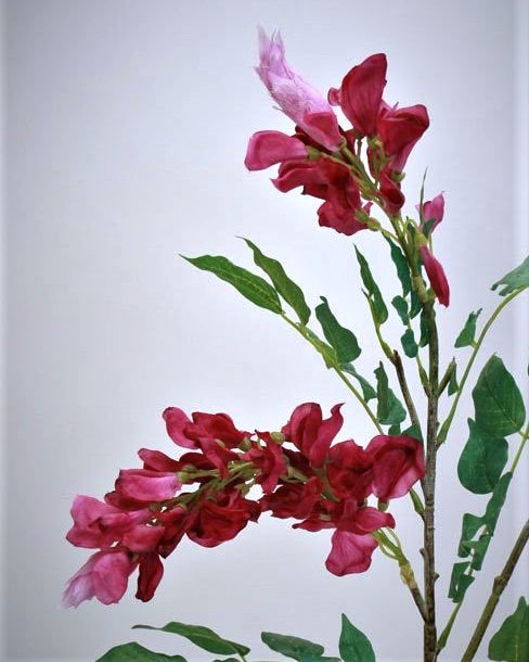 Акация для декора интерьера