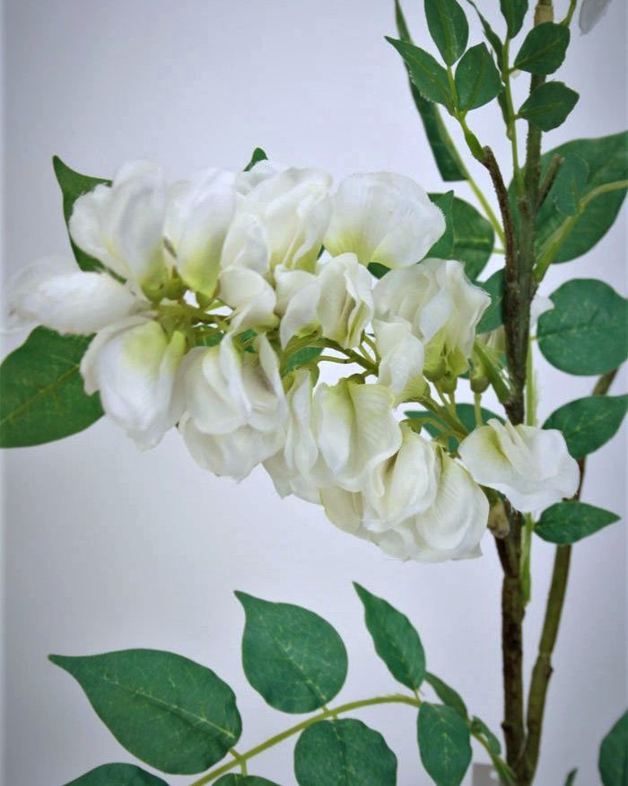 Акация для декора интерьера