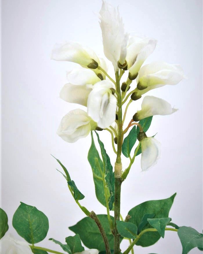 Акация для декора интерьера