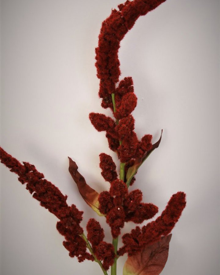 Амарант "Пумила" для декора интерьера