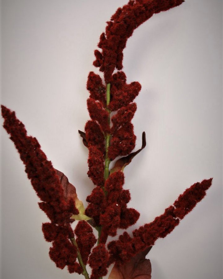 Амарант "Пумила" для декора интерьера