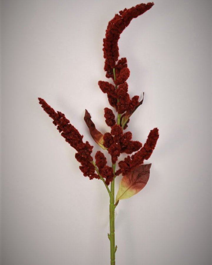 Амарант "Пумила" для декора интерьера