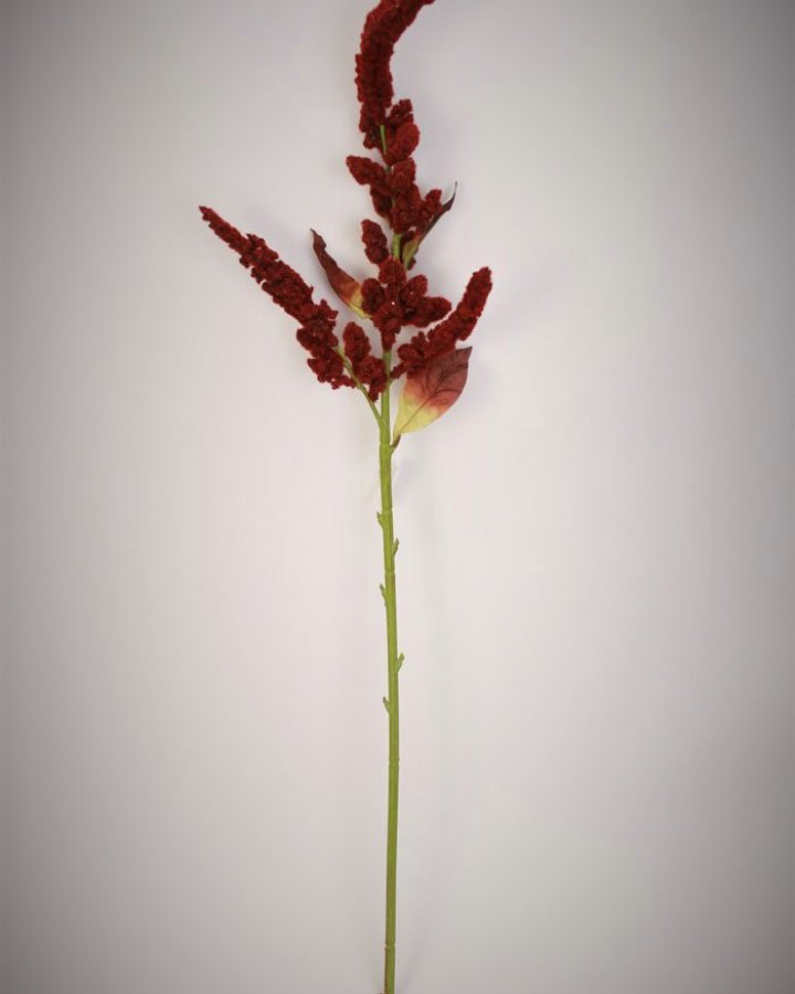 Амарант "Пумила" для декора интерьера