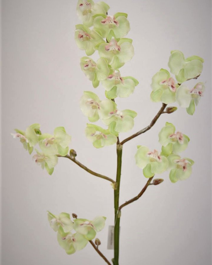 Фаленопсис мини (королевский) для декора