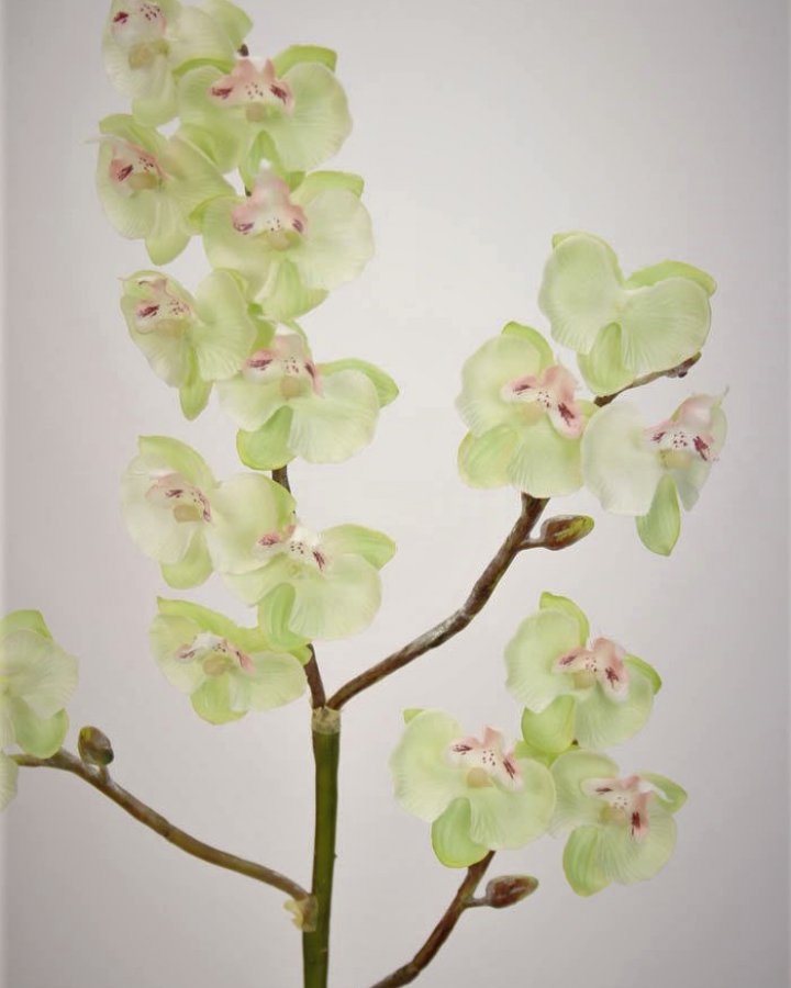 Фаленопсис мини (королевский) для декора