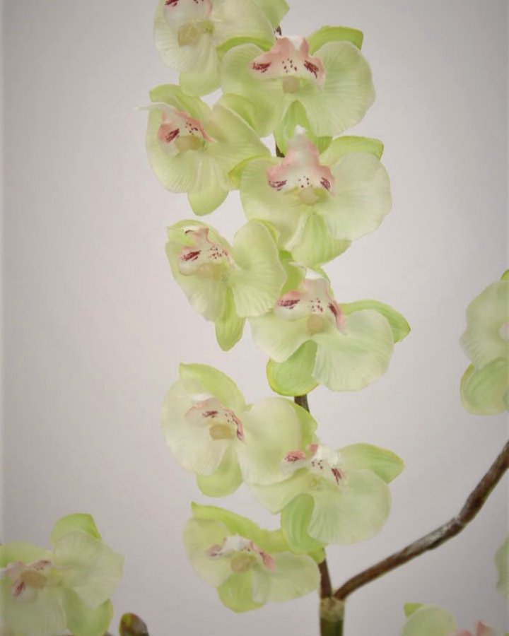 Фаленопсис мини (королевский) для декора