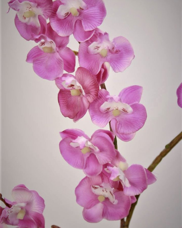 Фаленопсис мини (королевский) для интерьера