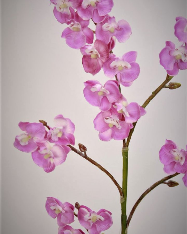 Фаленопсис мини (королевский) для интерьера