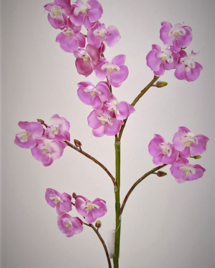 Фаленопсис мини (королевский) для интерьера