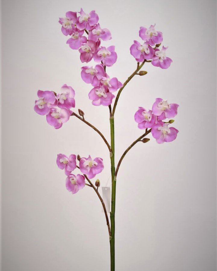 Фаленопсис мини (королевский) для интерьера