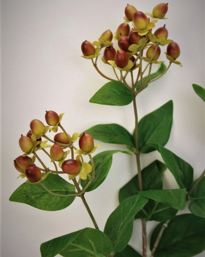 Гиперикум (ягоды зверобоя) для декора интерьера