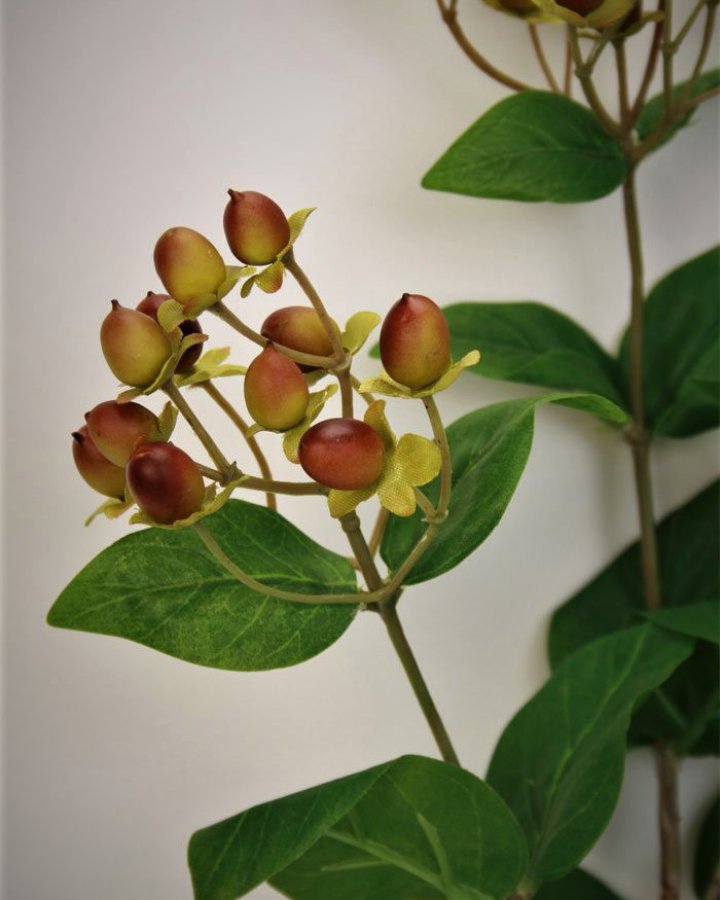 Гиперикум (ягоды зверобоя) для декора интерьера