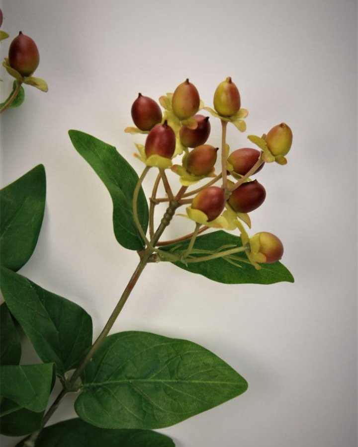 Гиперикум (ягоды зверобоя) для декора интерьера