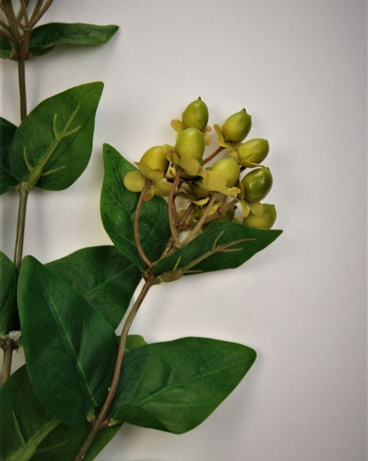 Гиперикум (ягоды зверобоя) для декора интерьера