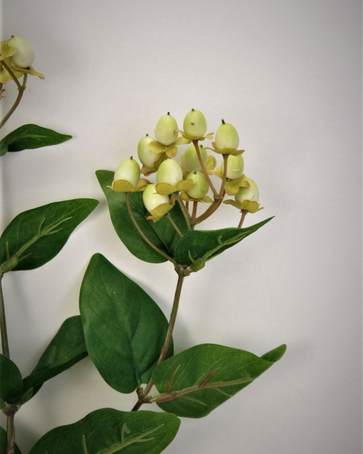 Гиперикум (ягоды зверобоя) для интерьерного декора