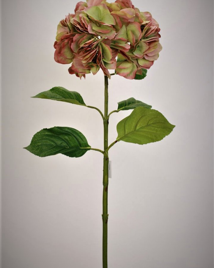 Гортензия "Энлес самме" для декора в винтажном стиле