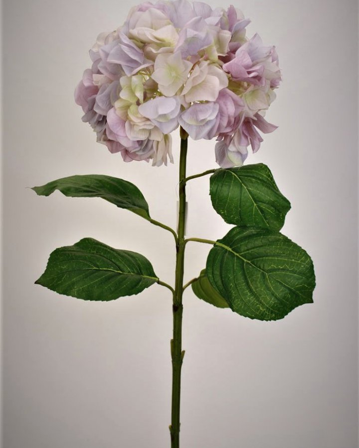 Гортензия "Энлес самме" для интерьера