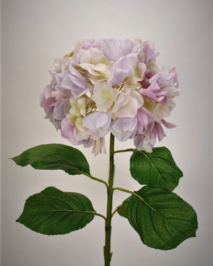 Гортензия "Энлес самме" для интерьера