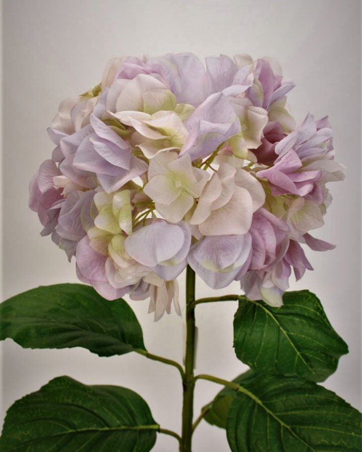 Гортензия "Энлес самме" для интерьера