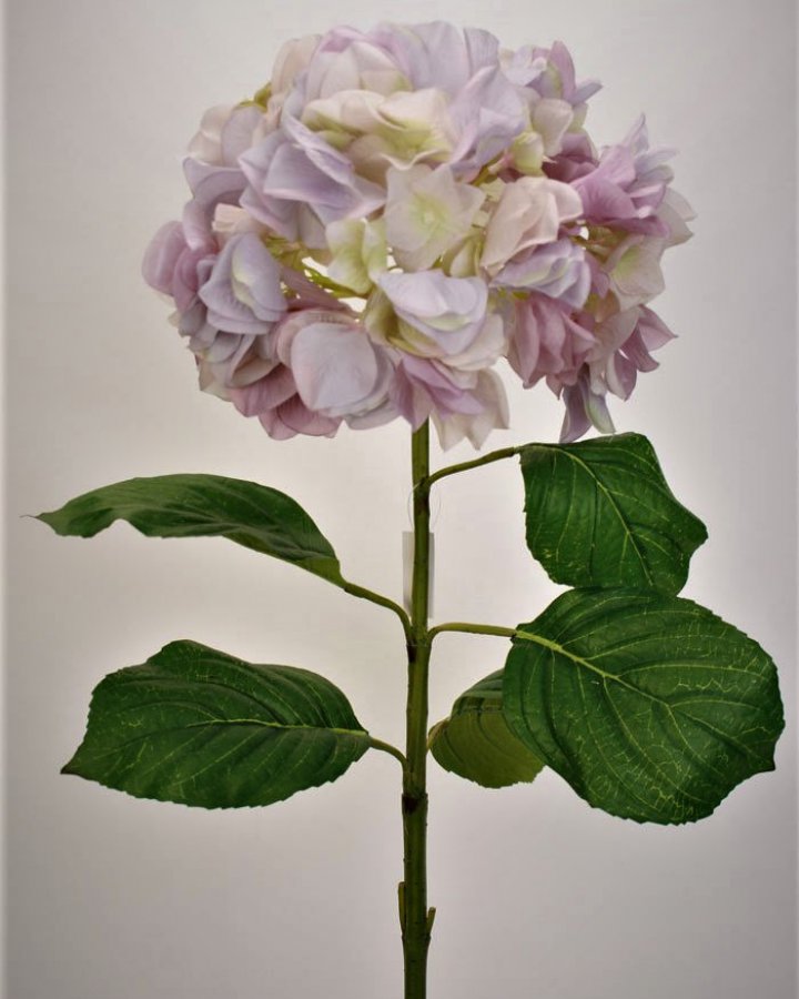 Гортензия "Энлес самме" для интерьера