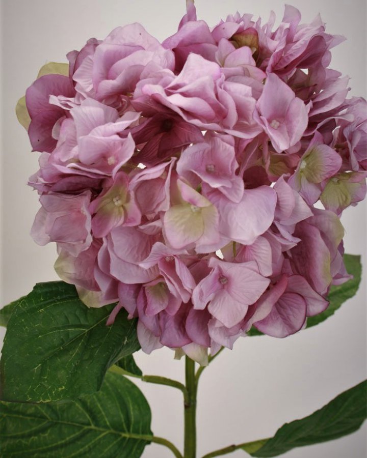 Гортензия "Энлес самме" для декора интерьера