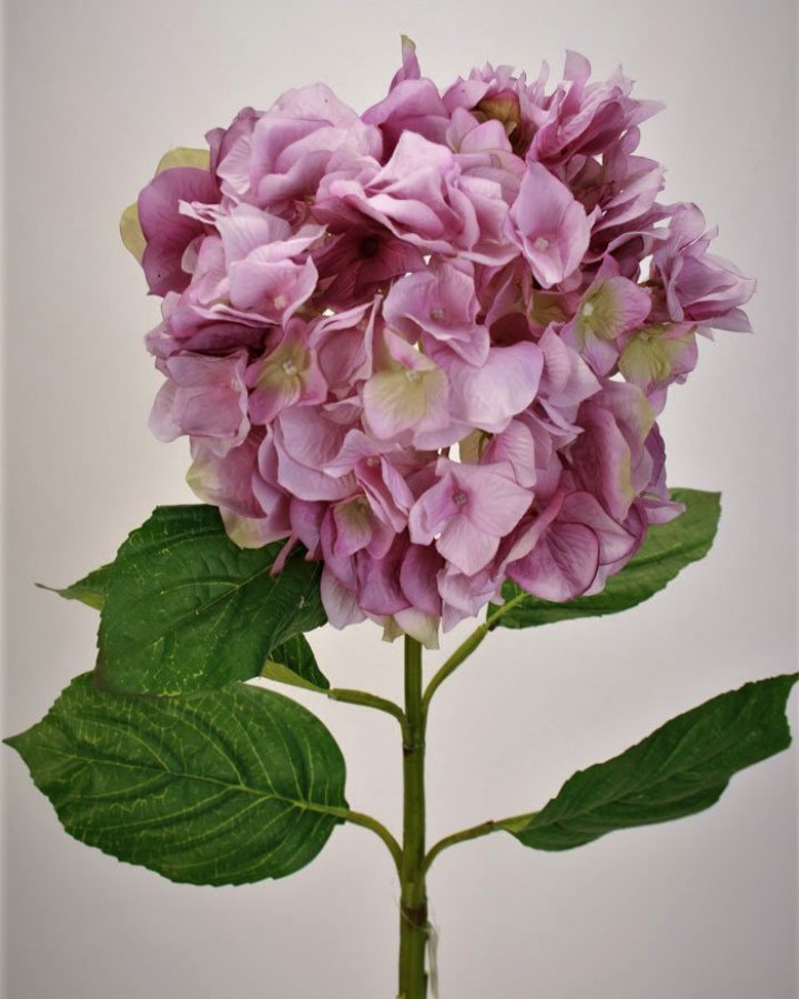 Гортензия "Энлес самме" для декора интерьера