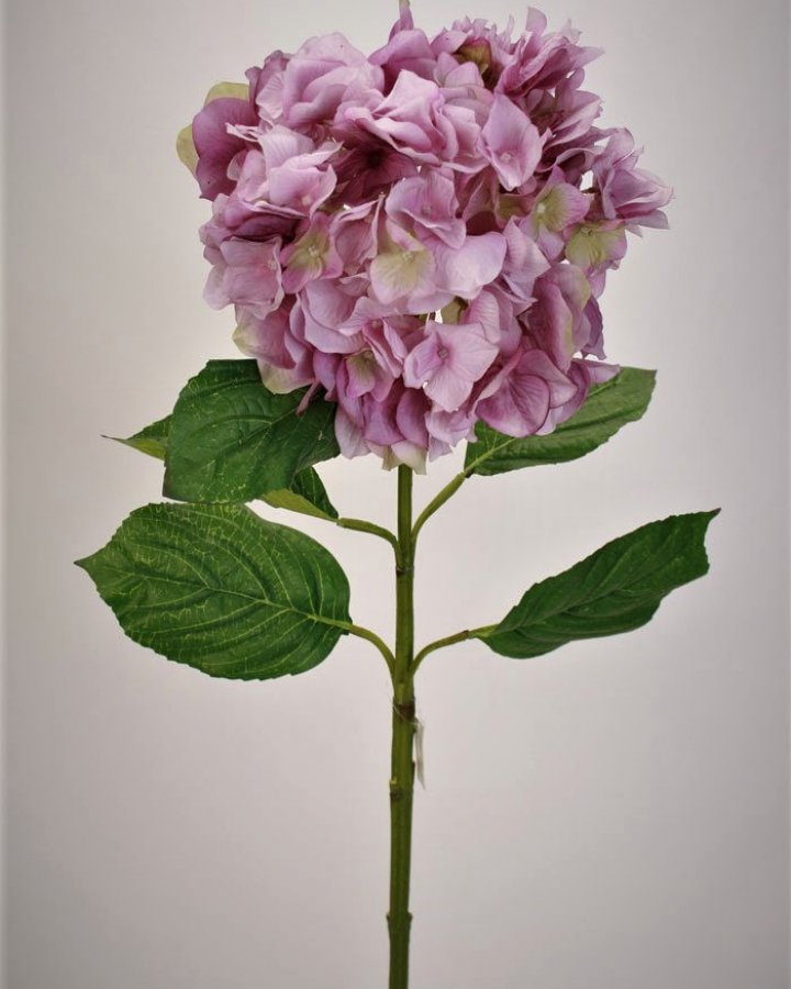 Гортензия "Энлес самме" для декора интерьера