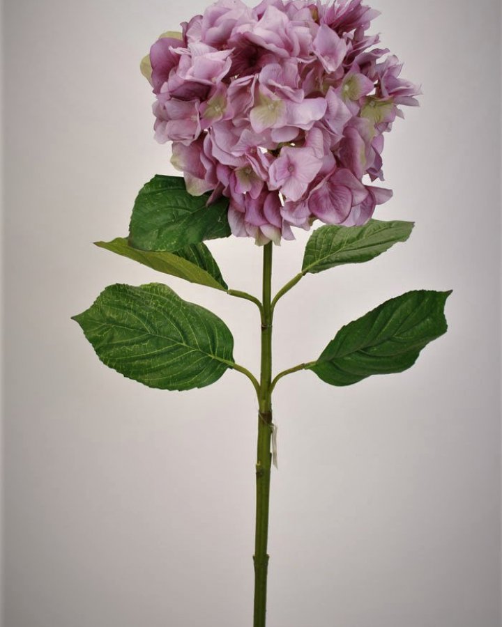 Гортензия "Энлес самме" для декора интерьера