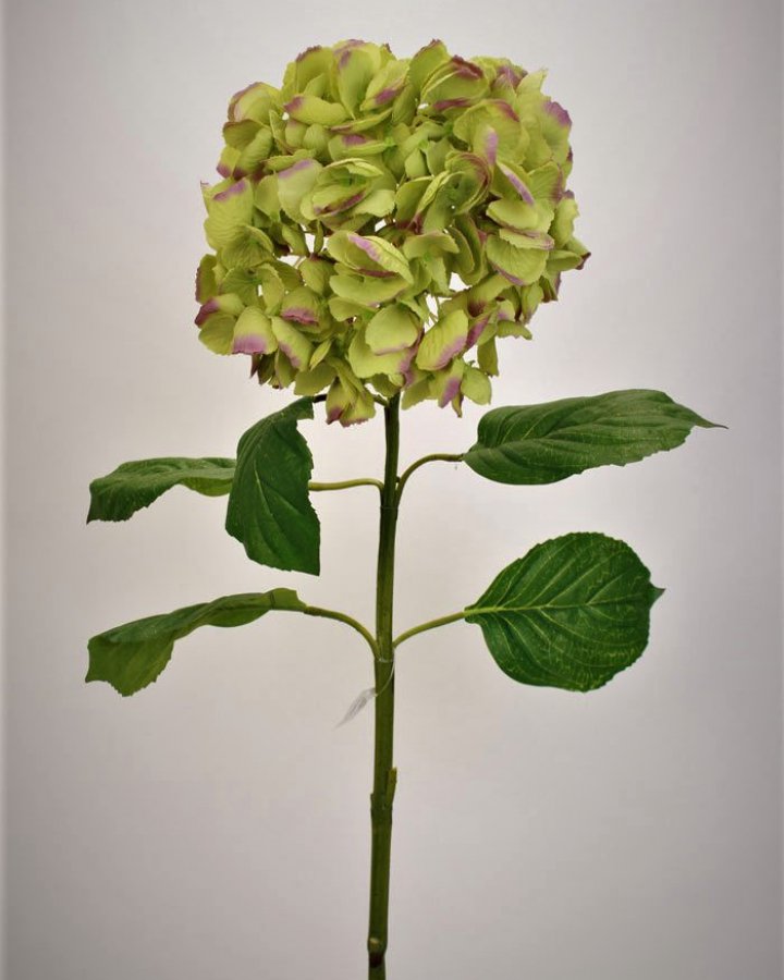 Гортензия "Энлес самме" для декора