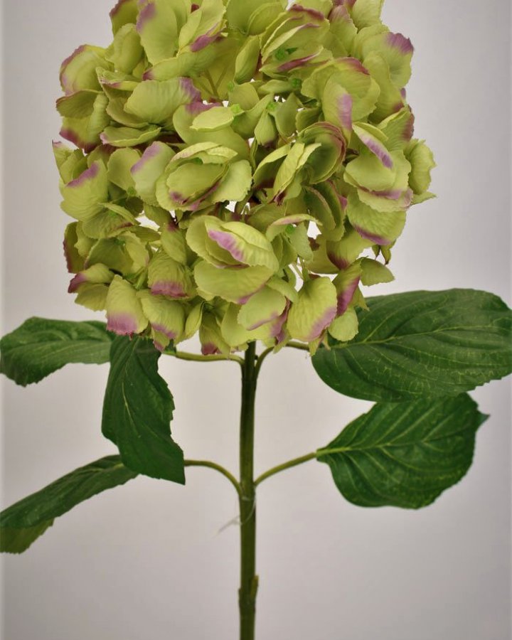 Гортензия "Энлес самме" для декора