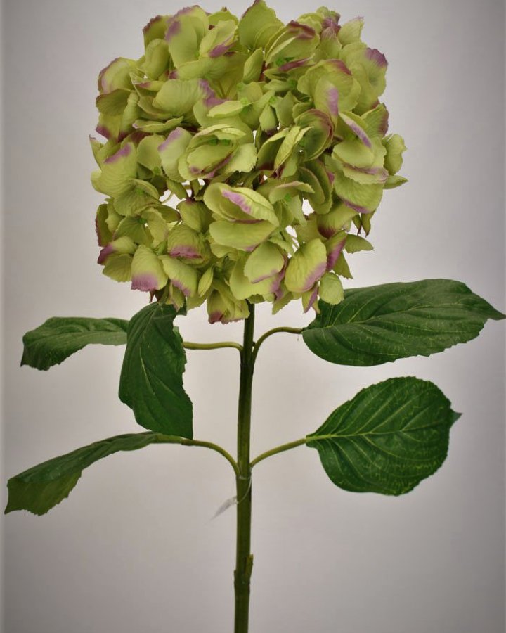 Гортензия "Энлес самме" для декора