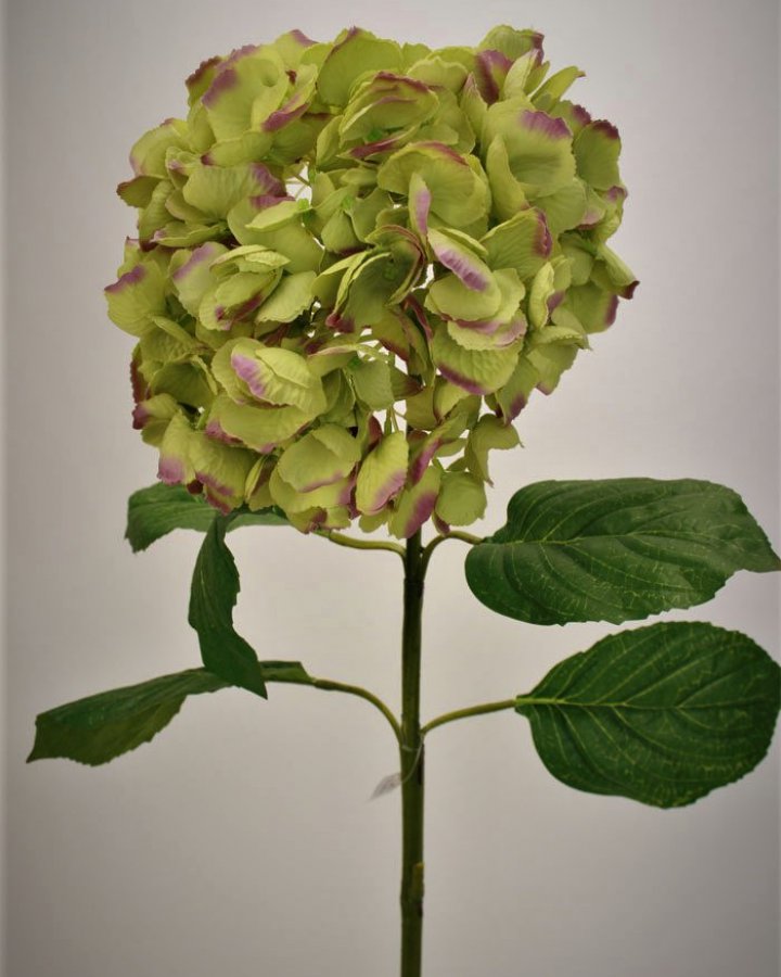 Гортензия "Энлес самме" для декора