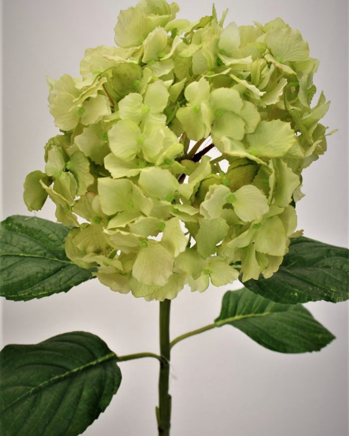 Гортензия "Энлес самме" для декора