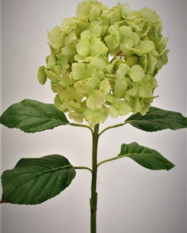 Гортензия "Энлес самме" для декора