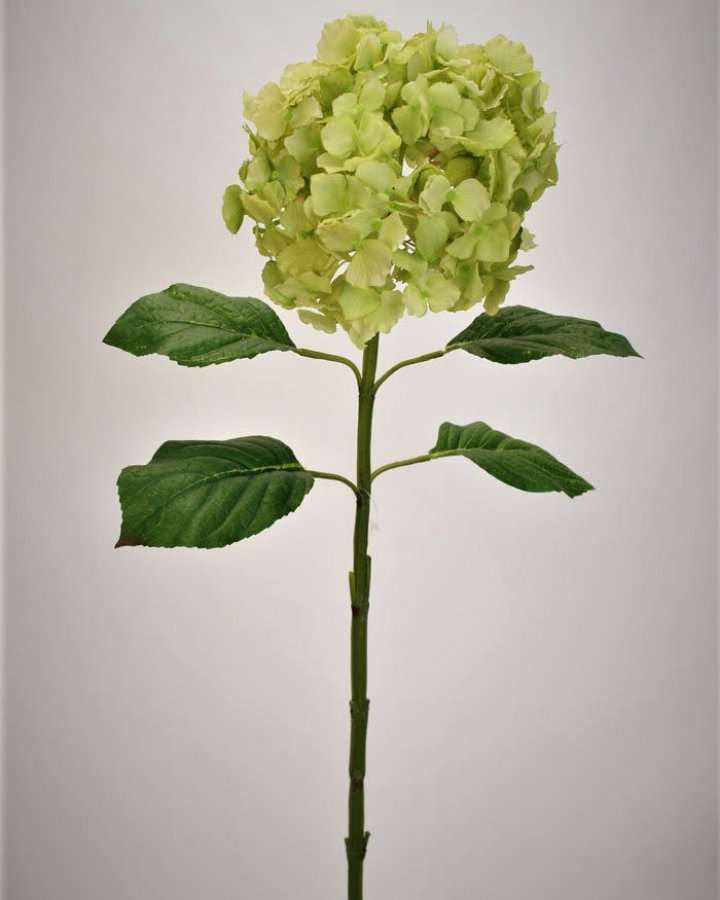 Гортензия "Энлес самме" для декора