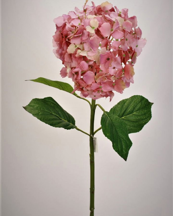 Гортензия "Энлес самме" для декора интерьера