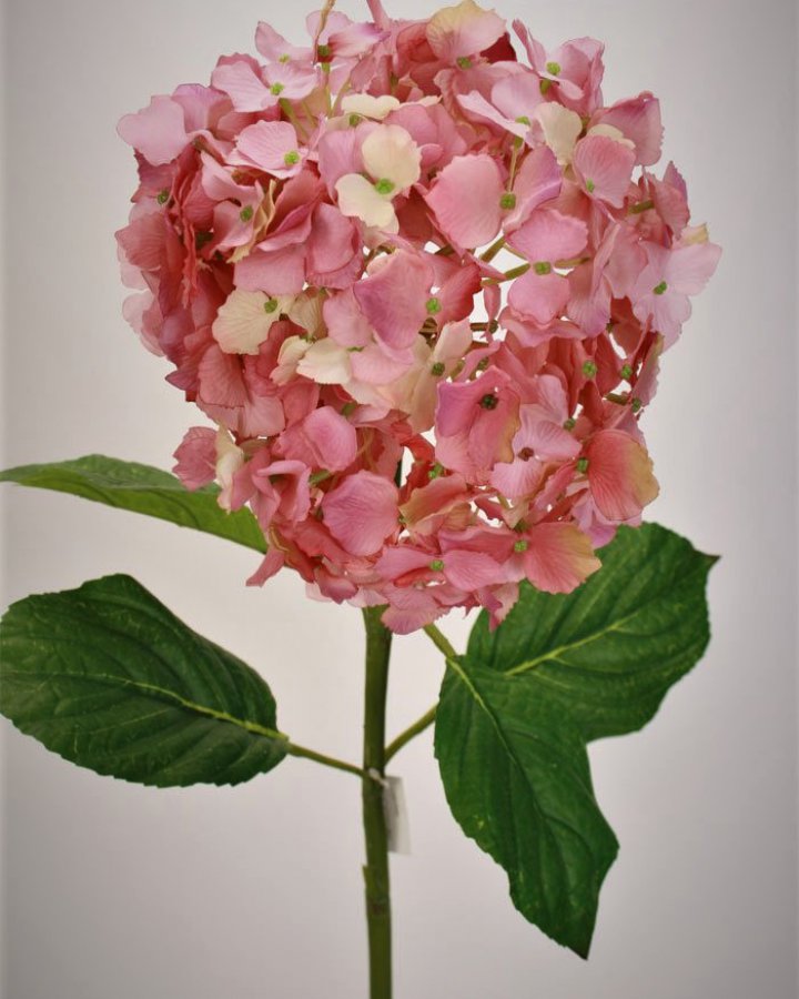 Гортензия "Энлес самме" для декора интерьера