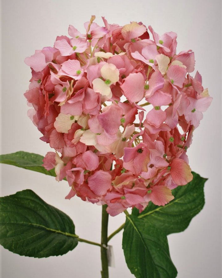 Гортензия "Энлес самме" для декора интерьера