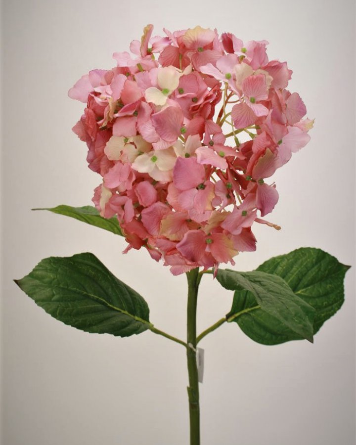 Гортензия "Энлес самме" для декора интерьера