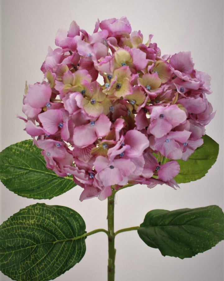 Гортензия "Энлес самме" для декора