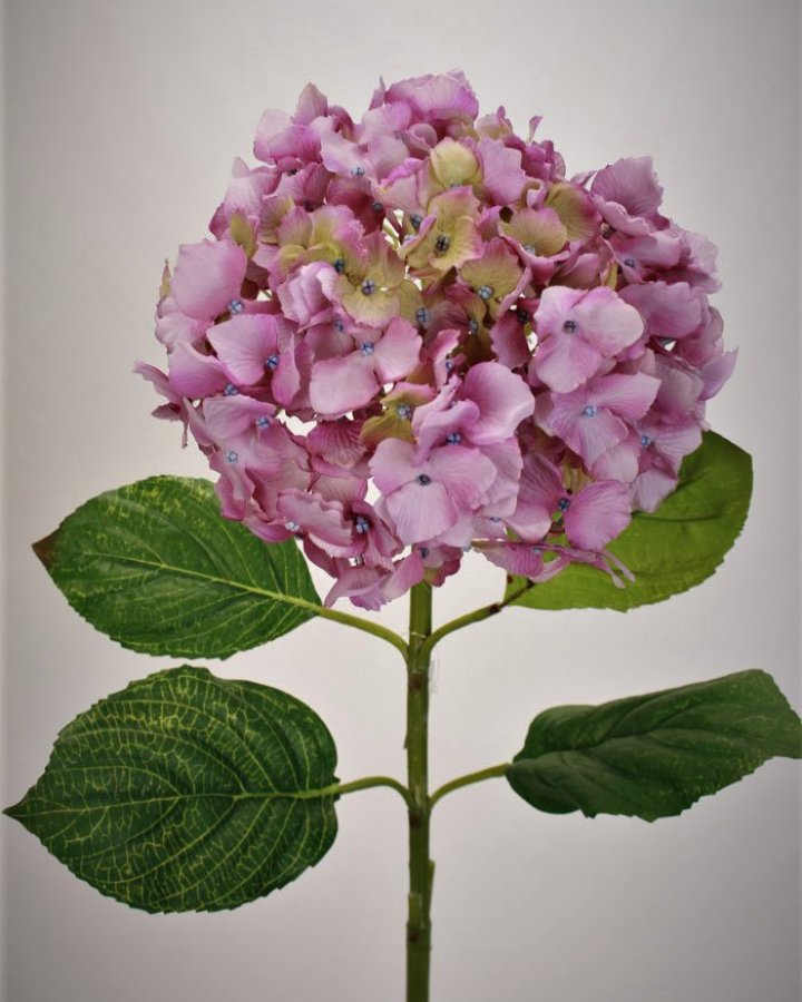 Гортензия "Энлес самме" для декора