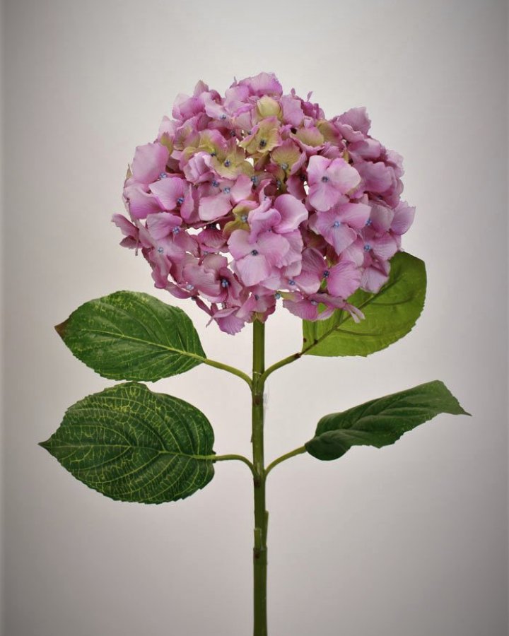 Гортензия "Энлес самме" для декора