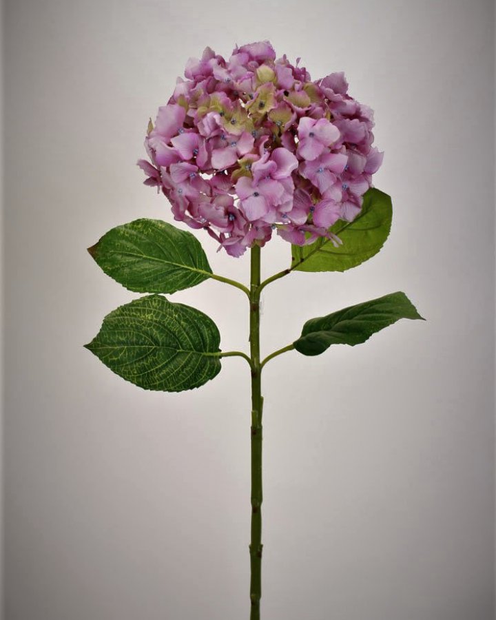 Гортензия "Энлес самме" для декора