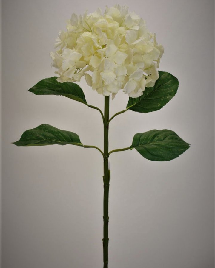 Гортензия "Энлес самме" для декора интерьера