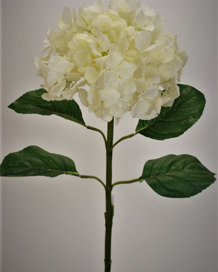 Гортензия "Энлес самме" для декора интерьера